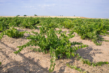Fototapeta na wymiar Photography of a Spanish vineyard in summer