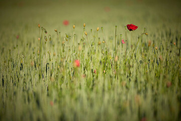 Mohnblume auf dem Getreidefeld im Frühling 
