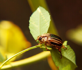 A beautiful marble beetle. Macro shot.