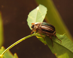 A beautiful marble beetle. Macro shot.