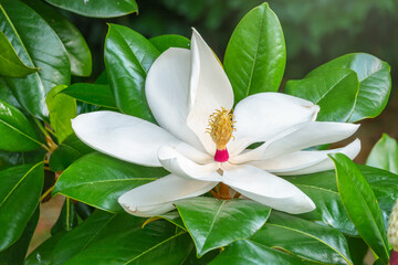 White big Magnolia flower in the green leaves background