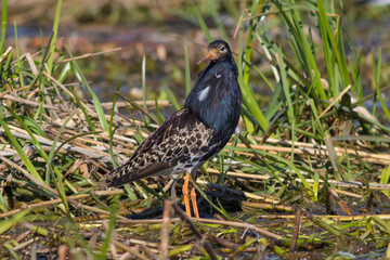 Sandpiper walks through shallow spring swamp