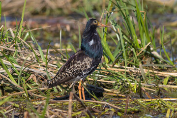 Sandpiper walks through shallow spring swamp