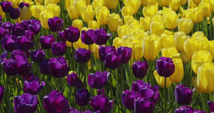 Beautiful colorful yellow and purple tulips flowers bloom in spring park.