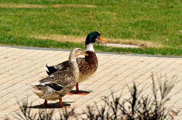friendly duck family