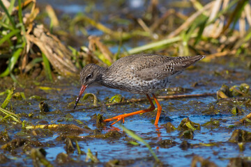 Sandpiper walks through shallow spring swamp