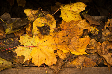 Autumn and fall park and forest trees leaves. Yellow and orange colors in nature.