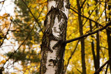 Obraz premium Autumn and fall park and forest trees leaves. Yellow and orange colors in nature.