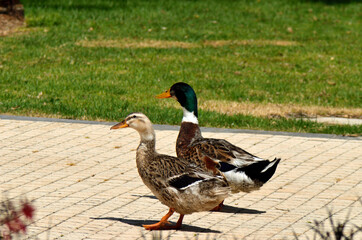 friendly duck family