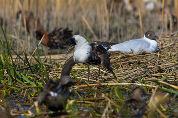 Sandpipers fight in shallow spring swamp