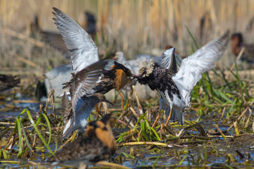 Sandpipers fight in shallow spring swamp