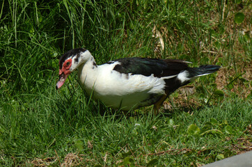 Peganka duck large waterfowl
