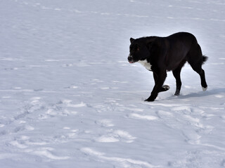 A black dog with a white spot on its chest runs through the snow