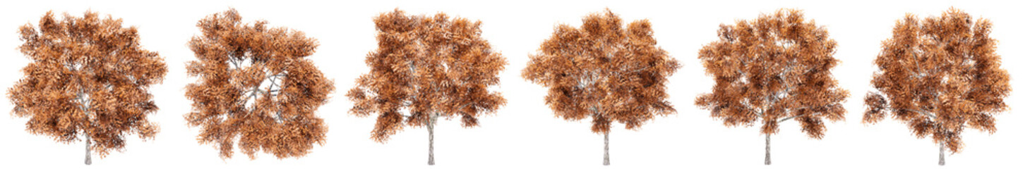 Set or collection of yellow Ash trees isolated on white background. Concept or conceptual 3d illustration for nature, ecology and conservation, strength and endurance, force and life