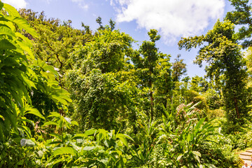 Nationalpark Guadeloupe