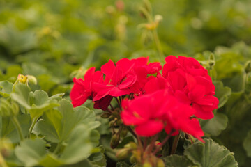 Gardening, flower nursery, shop, greenhouse geranium Pelargonium sp.
