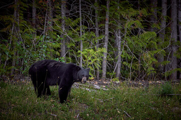 Black bear in Rocky Mountains Canada