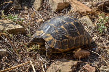 Turtle walks in dry grass on a sunny summer day