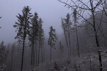 Several tall lone pine trees tower over the rest of the felled forest like monuments of ancient times. The gloomy and pathetic spectacle graduates with the help of white darkness and bad weather