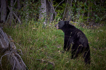 Obraz na płótnie Canvas Black bear in Rocky Mountains Canada