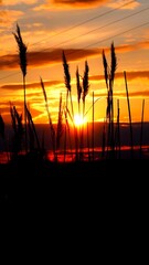 Fototapeta Trzciny i zachód słońca w tle obraz