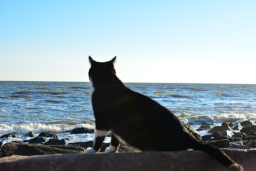 cat on the beach