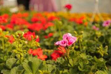 Gardening, flower nursery, shop, greenhouse geranium Pelargonium sp.