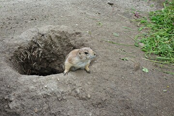The prairie dog is looking out of the hole in the ground 