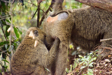 Monkeys looking for tick