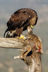 Golden Eagle (Aquila chrysaetos) eating a rabbit, Castile and Leon, Spain.