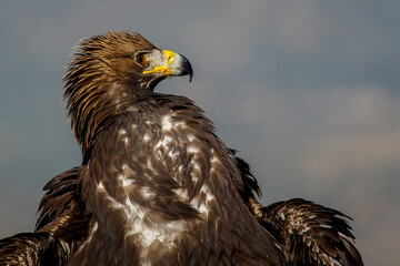 Golden Eagle (Aquila chrysaetos) portrait, Castile and Leon, Spain.