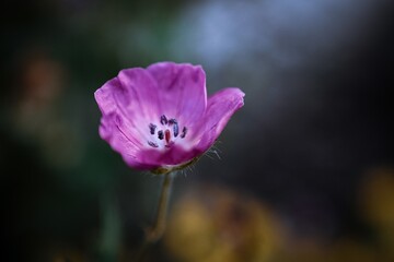 Fototapeta na wymiar purple tulip flower