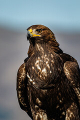 Golden Eagle (Aquila chrysaetos) portrait, Castile and Leon, Spain.