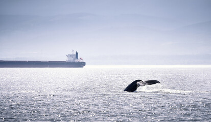 A humpback whale next to a big boat © Unai