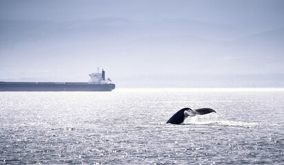 A humpback whale next to a big boat