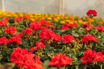 Fototapeta premium Gardening, flower nursery, shop, greenhouse geranium Pelargonium sp.