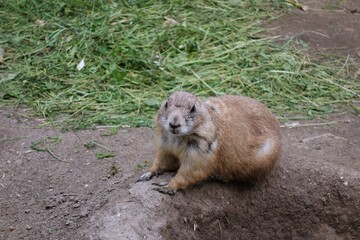 Prairie dog standing next to the hole in the ground 