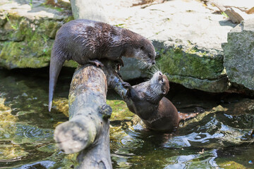 Small otter - Amblonyx Cinerea in its natural habitat in nature.