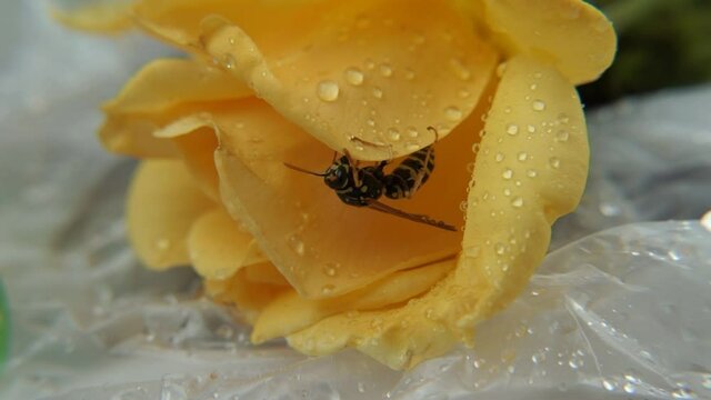plan rapproch&eacute; d'une guepe accroch&eacute;e tranquillement sous une p&eacute;tale de rose jaune sur laquelle il y a des gouttes d'eau