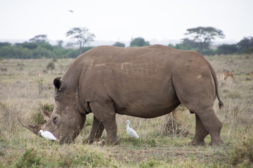 Fototapeta premium Baby Rhino with a freind