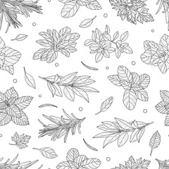 Seamless pattern, culinary herb, spices isolated on white background, card template, for book, cover, package, label, banner. Hand drawn illustration. Vector, eps 10