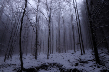 Dark forest with impenetrable white mist and a small blanket of snow created a mysterious place crowned with many stories about the clergy. Beskydy mountains, czech republic