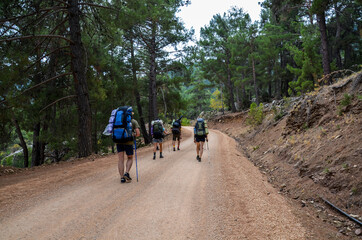 Fototapeta premium Group of tourists with hiking backpacks walking in the forest and exploring the wild nature. Trekker, hike sport and travel people concept