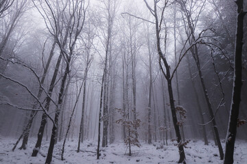 April snow showers in the forest created a wonderful magical atmosphere. White fog with bare trunk of trees created all sorts of creatures. Freak of nature
