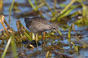 Sandpiper walks through shallow spring swamp