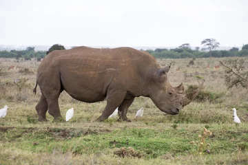 Foto op Plexiglas Baby Rhino met een vriend © Hamidslens