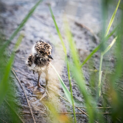 lapwing chick hiding in the grass