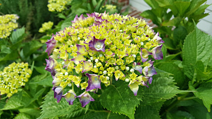 한국 제주도 수국꽃 꽃망울 