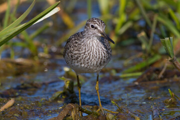 Sandpiper walks through shallow spring swamp