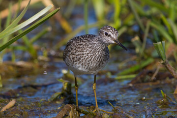 Sandpiper walks through shallow spring swamp